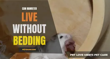 Can Hamsters Live Without Bedding: What You Need to Know