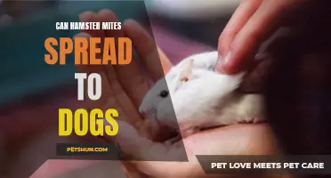 Can Hamster Mites Spread to Dogs? Here's What You Should Know
