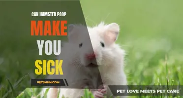 How Can Hamster Poop Make You Sick? Exploring Potential Health Risks