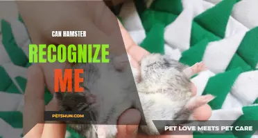 How Do Hamsters Recognize Their Owners?