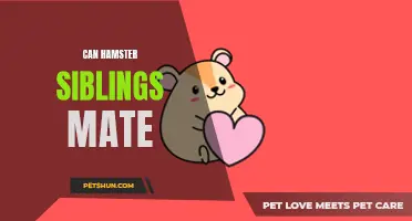 Can Hamster Siblings Mate? Exploring the Risks and Considerations