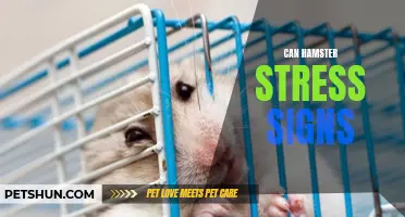 Recognizing the Warning Signs of Hamster Stress: What Every Pet Owner Should Know