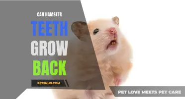 Do Hamster Teeth Grow Back? Exploring the Regeneration of Hamster Teeth