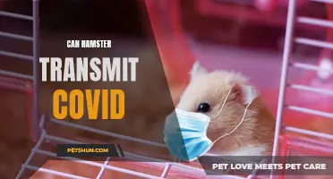 Can Hamsters Transmit COVID-19? Not a Likely Source, but it's Best to Stay Informed