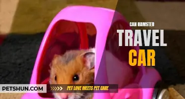 Can Hamsters Travel in a Car? A Guide for Pet Owners