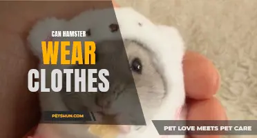 Exploring the Pros and Cons of Dressing Hamsters in Clothes