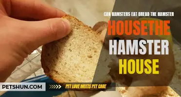 Can Hamsters Safely Consume Bread? A Guide from The Hamster House