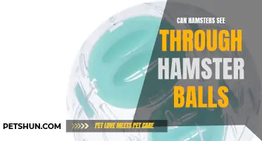 Can Hamsters Really See Through Hamster Balls?