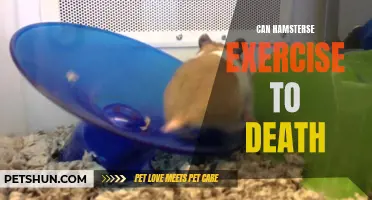 Can Hamsters Exercise to Death? Exploring the Risks of Overexertion in Pet Hamsters