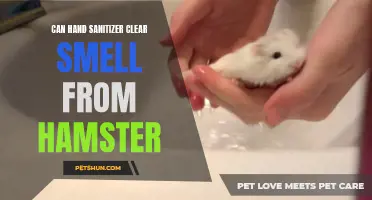 How Hand Sanitizer Can Help Clear Odor from Hamsters