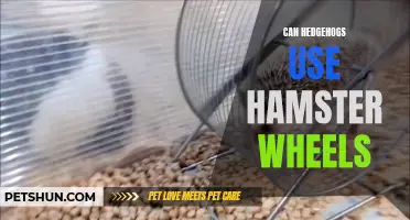 Can Hedgehogs Use Hamster Wheels for Exercise?