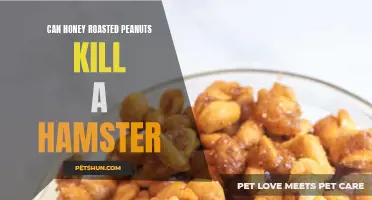 Are Honey Roasted Peanuts Harmful to Hamsters?