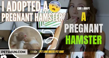 Is It Possible to Adopt a Pregnant Hamster? All You Need to Know