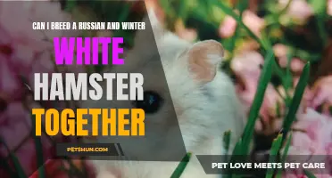 Breeding a Russian and Winter White Hamster: What You Need to Know