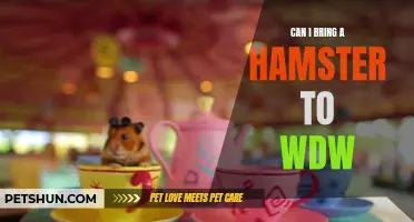 Bringing a Hamster to Walt Disney World: What You Need to Know