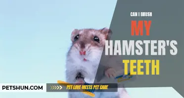 How to Brush Your Hamster's Teeth: Essential Tips and Techniques
