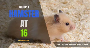 Exploring the Possibility of Purchasing a Hamster at 16: What You Need to Know