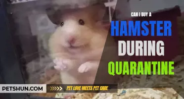 Is It Possible to Buy a Hamster During Quarantine? Here's What You Need to Know