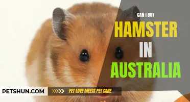 Where Can I Buy a Hamster in Australia?