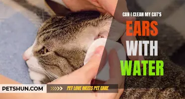 Effective Ways to Clean Your Cat's Ears With Water