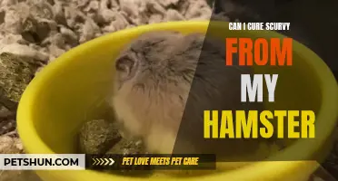 Can My Hamster Be Cured of Scurvy?