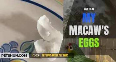 Exploring the Controversy: Should You Eat Your Macaw's Eggs?