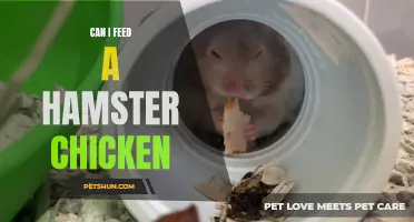 Feeding Chicken to a Hamster: Is it Safe and Nutritious?
