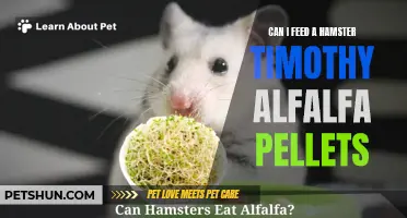 Feeding a Hamster: Can Timothy Alfalfa Pellets Be a Suitable Option?