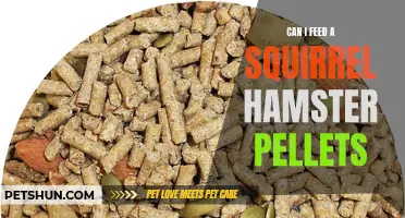 Feeding Squirrels Hamster Pellets: Is It Safe and Recommended?