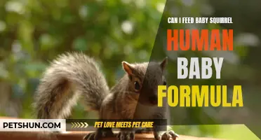 Feeding Baby Squirrels: Is Human Baby Formula Safe?