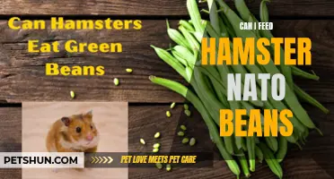 Feeding Nato Beans to a Hamster: Is it Safe?