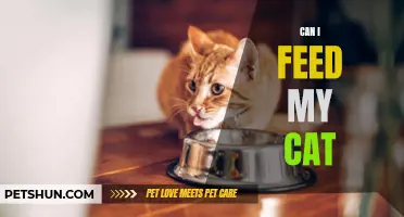 Can I Feed My Cat Human Food? A Guide to Feline Nutrition
