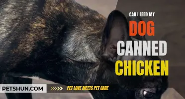 Feeding Dogs Canned Chicken: What You Need to Know