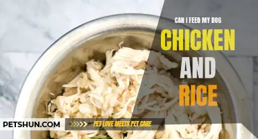 Feeding Your Dog Chicken and Rice: What You Need to Know