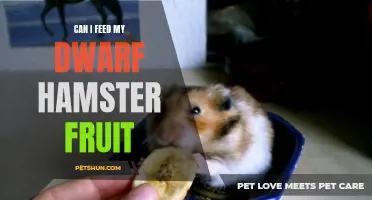 Feeding Fruit to Your Dwarf Hamster: What You Need to Know