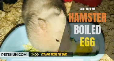 Feeding Your Hamster Boiled Egg: Is it Safe and Nutritious?