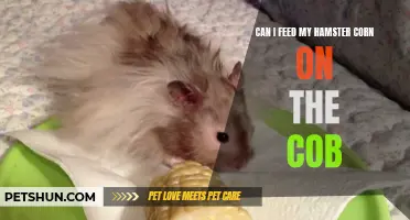 Understanding Whether Hamsters Can Eat Corn on the Cob