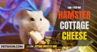 Feeding Hamsters: Is Cottage Cheese Safe for Them?