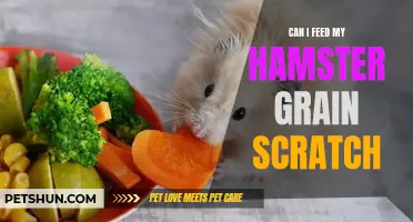 Can I Feed My Hamster Grain Scratch: What You Need to Know