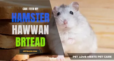 Feeding Your Hamster Hawan Bread: What You Need to Know