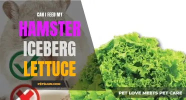 Is It Safe to Feed My Hamster Iceberg Lettuce?