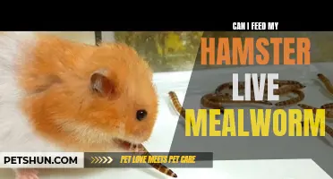 Feeding live mealworms to your hamster: what you need to know