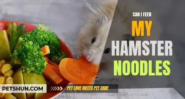 Feeding Noodles to Hamsters: Is It Safe and Healthy?