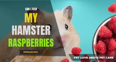 Feeding Your Hamster Raspberries: Is It Safe and Healthy?