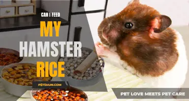 Is Rice a Safe Food for Hamsters to Eat?