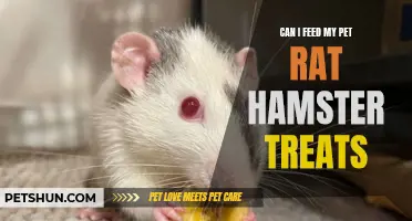 Feeding Hamster Treats to a Pet Rat: Is It Safe and Are They Nutritious?
