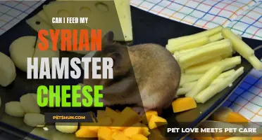 Exploring the Feasibility of Feeding Cheese to a Syrian Hamster: Is it Safe and Beneficial?
