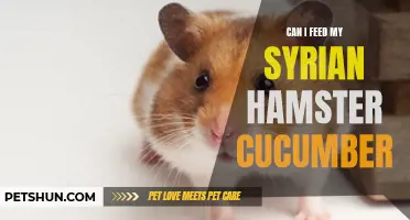 Feeding Your Syrian Hamster Cucumber: Everything You Need to Know