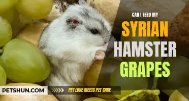 Feeding Grapes to Your Syrian Hamster: What You Need to Know