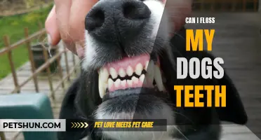 Flossing Fido: Can You Safely Clean Your Dog's Teeth?